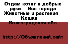 Отдам котят в добрые руки. - Все города Животные и растения » Кошки   . Волгоградская обл.